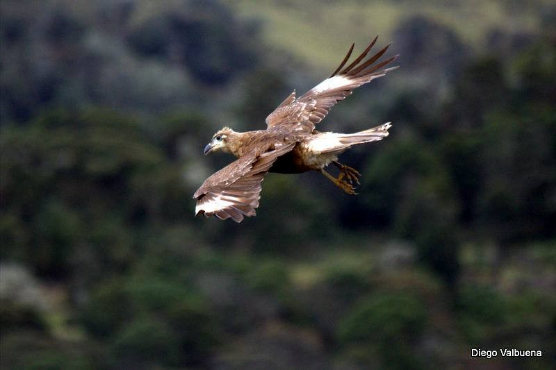 Carunculated Caracara - ML643800652