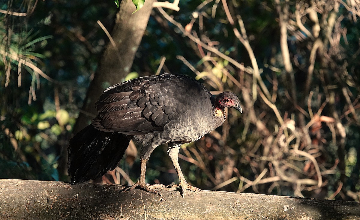 Australian Brushturkey - ML643800653