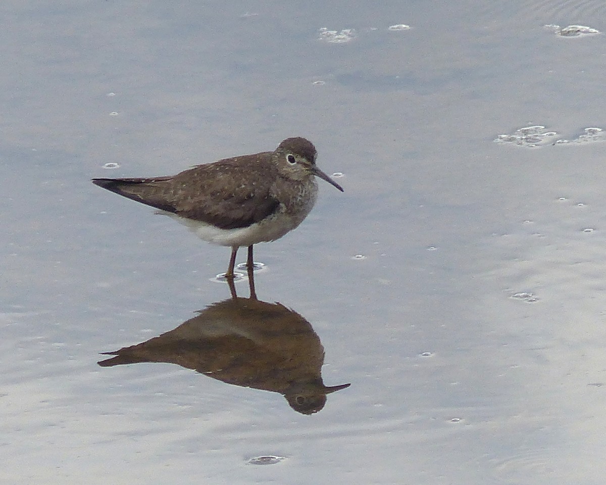 Solitary Sandpiper - ML643800660
