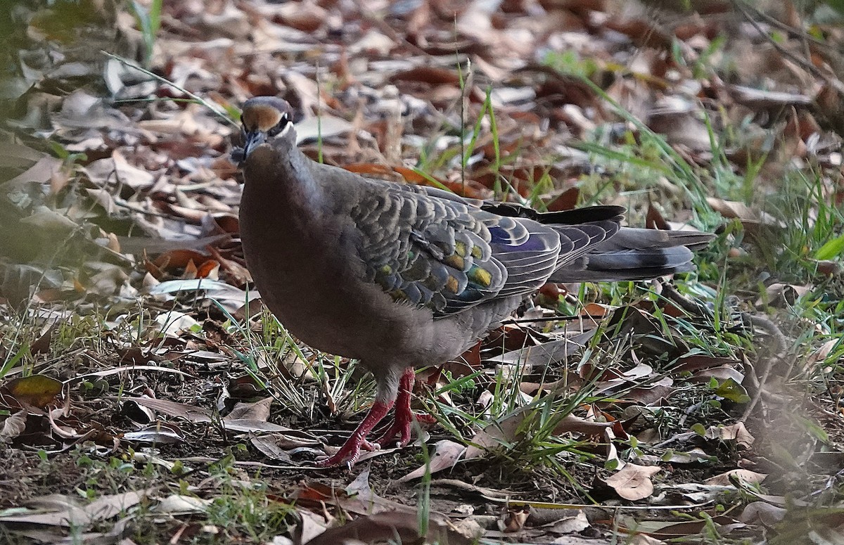 Common Bronzewing - ML643800661