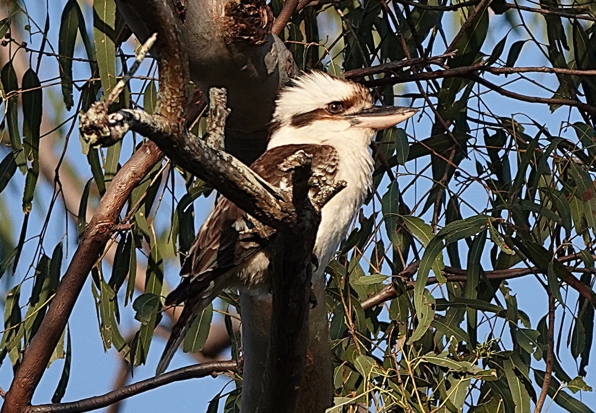 Laughing Kookaburra - ML643800676