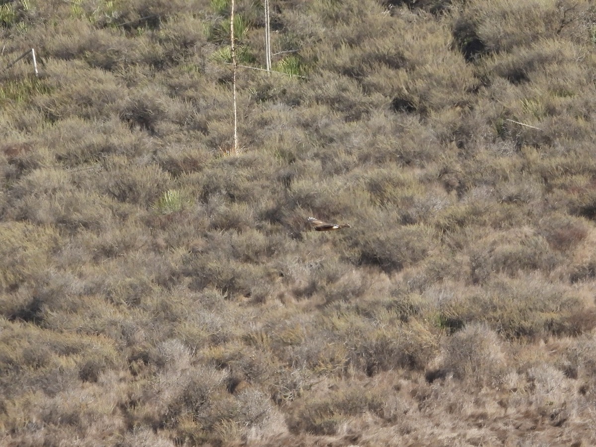 Northern Harrier - ML643800682