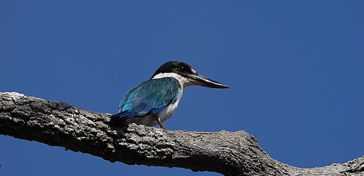 Torresian Kingfisher - ML643800696