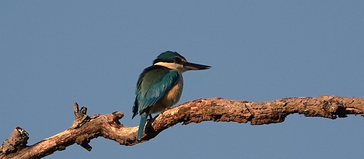 Sacred Kingfisher - ML643800724