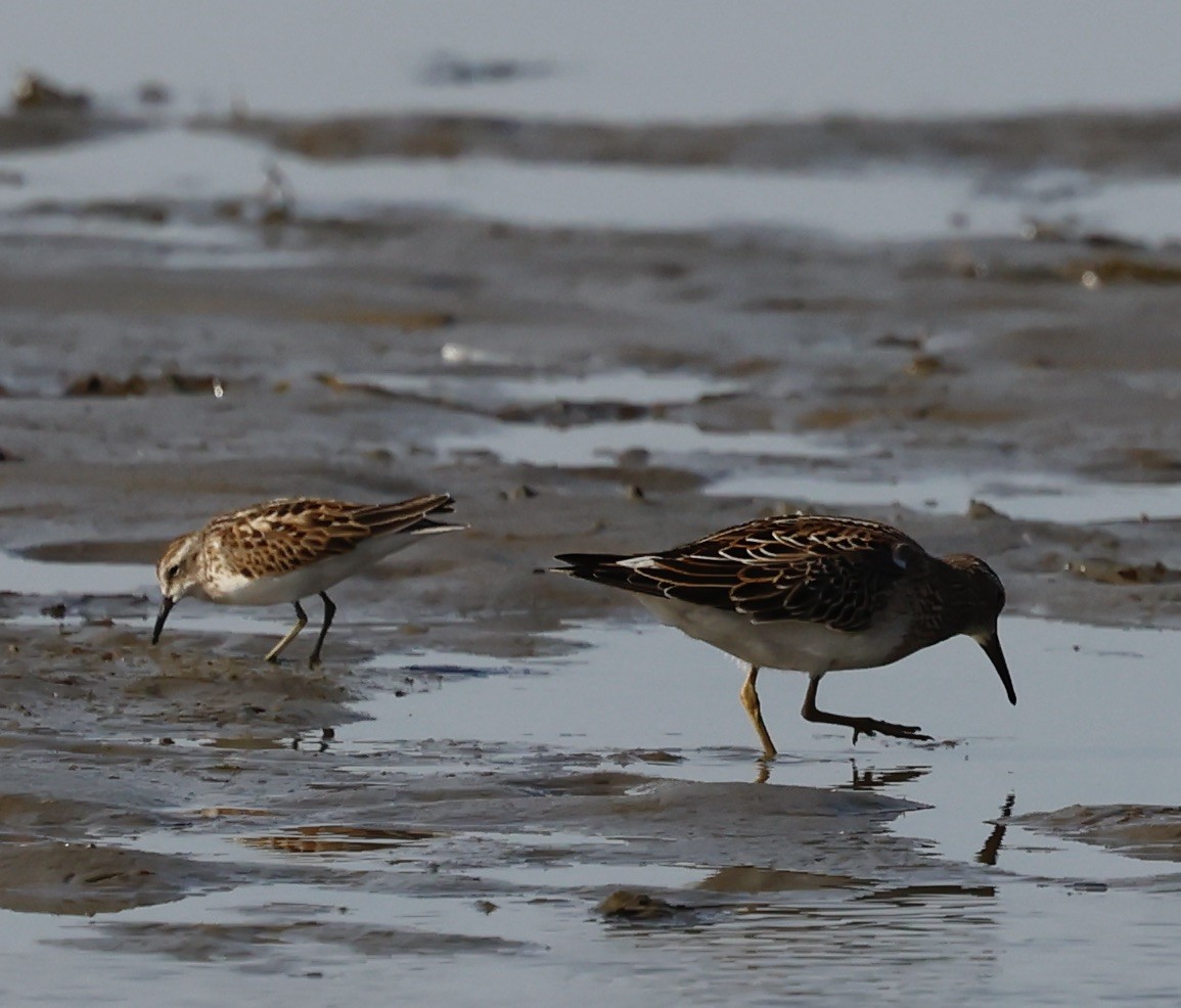Least Sandpiper - ML643800728
