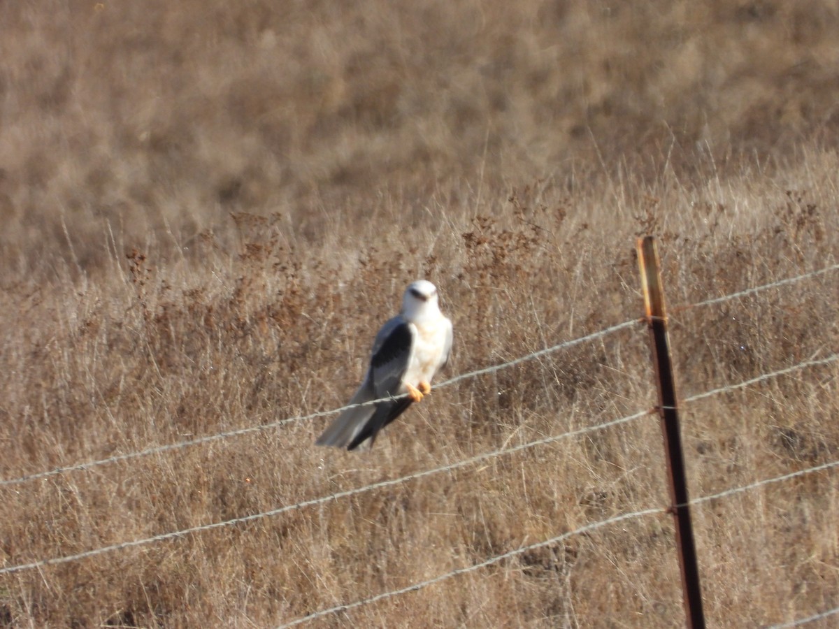 White-tailed Kite - ML643800740