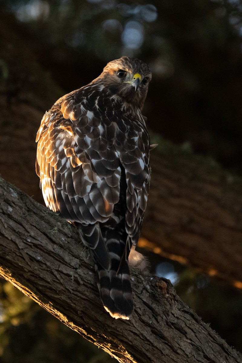 Red-shouldered Hawk - ML643800743