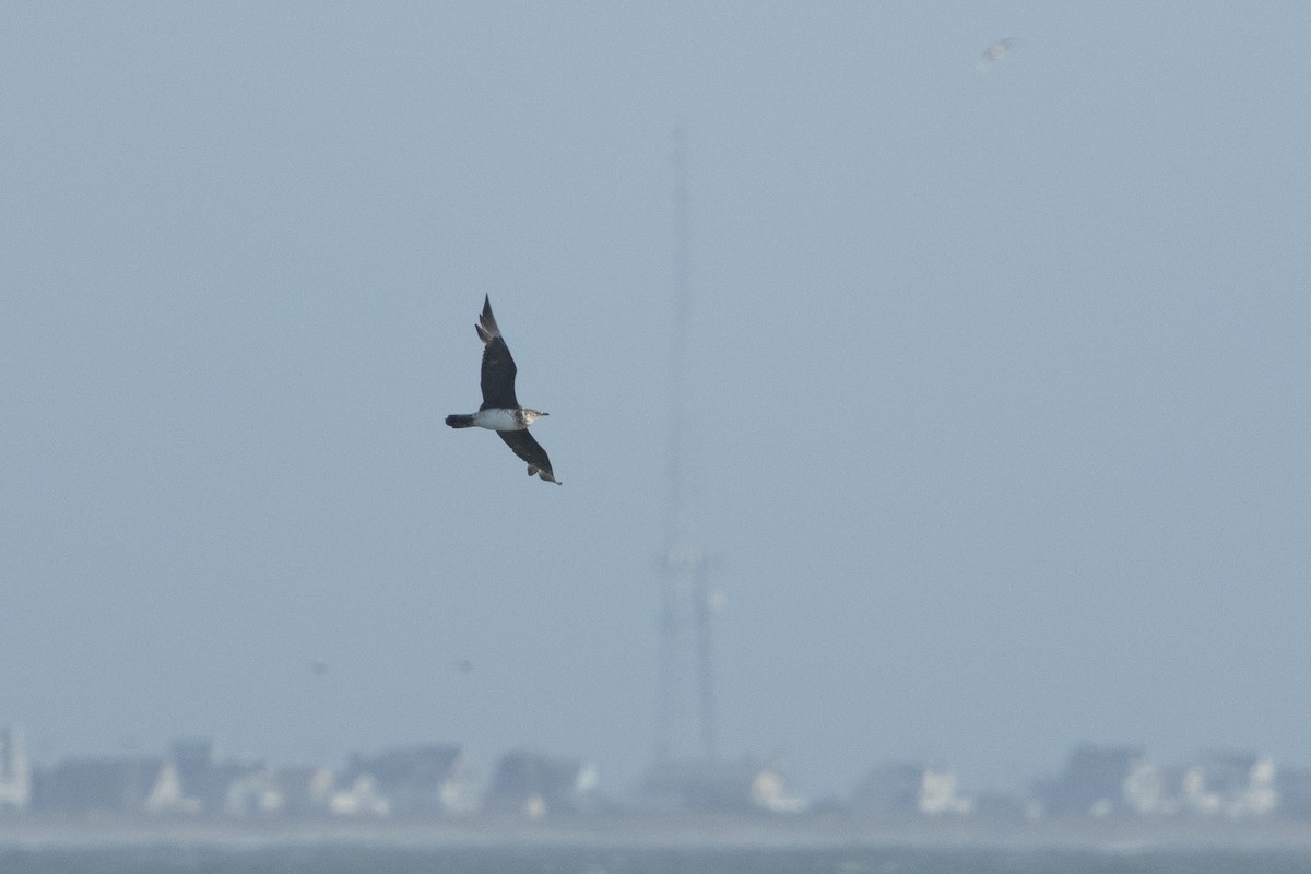 Parasitic Jaeger - ML643800744