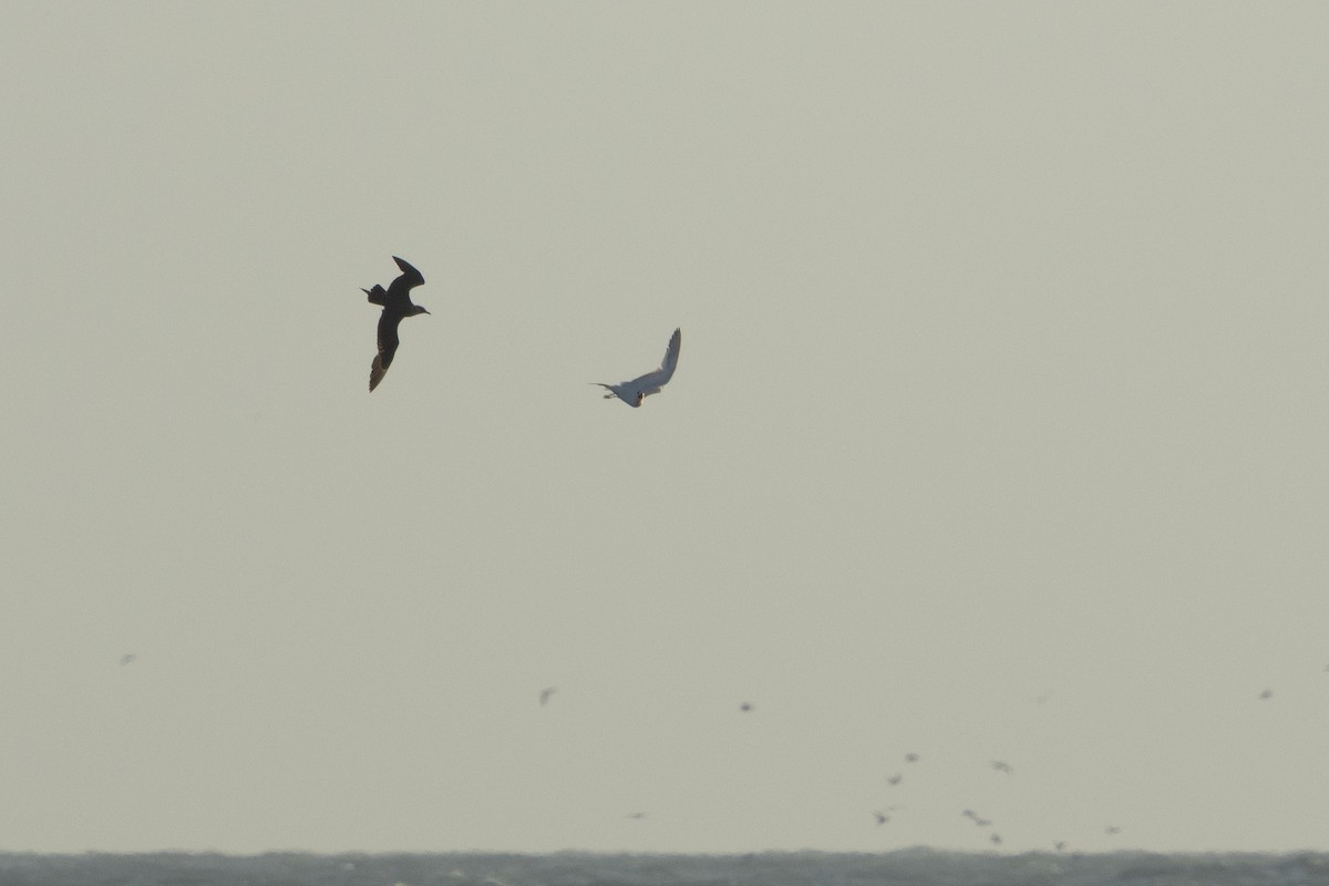 Parasitic Jaeger - ML643800745