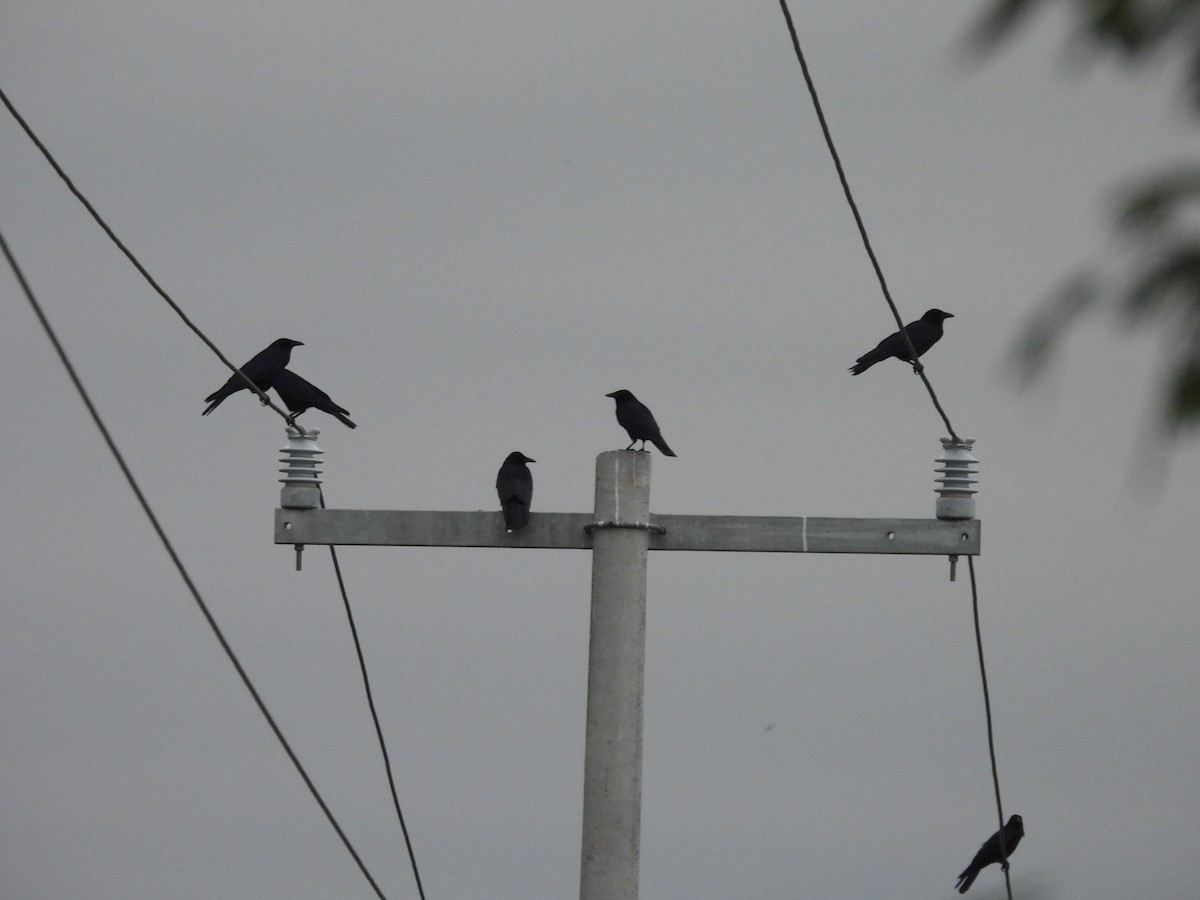 Tamaulipas Crow - ML643800751