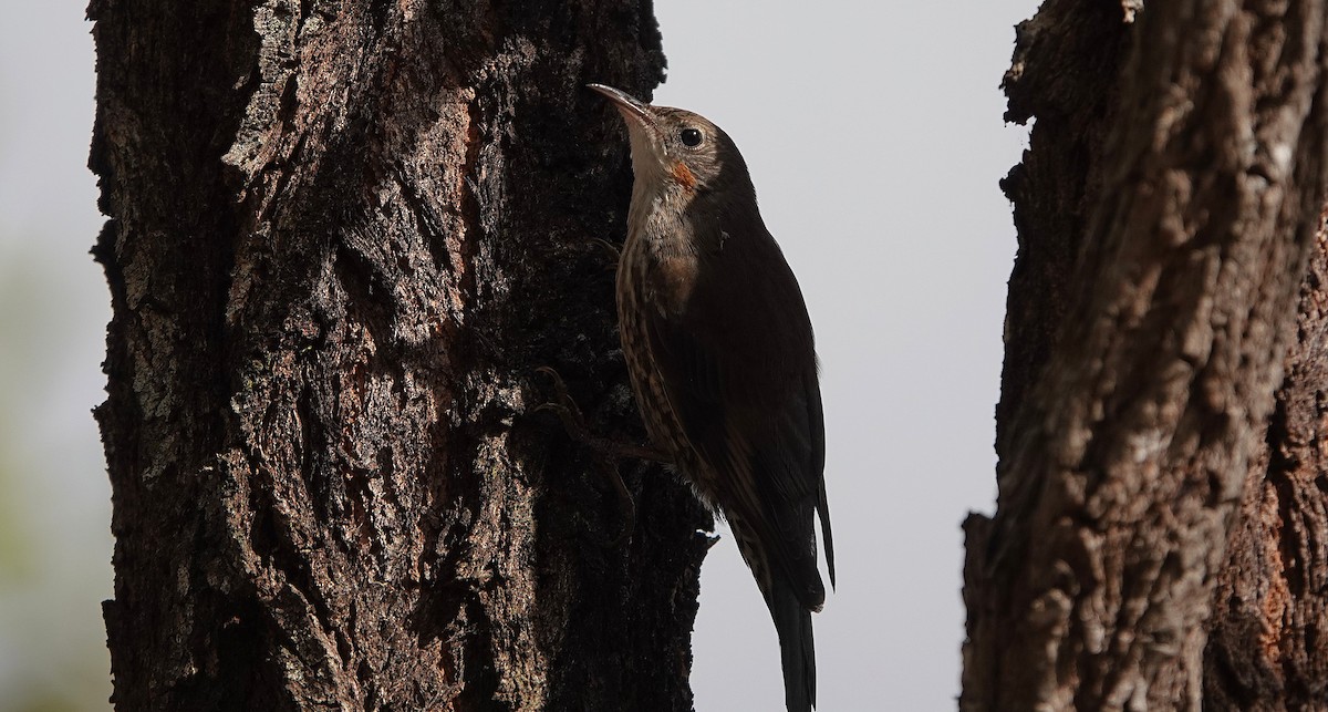 White-throated Treecreeper - ML643800753