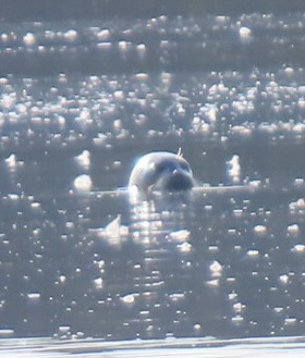 Animals - ML643800754