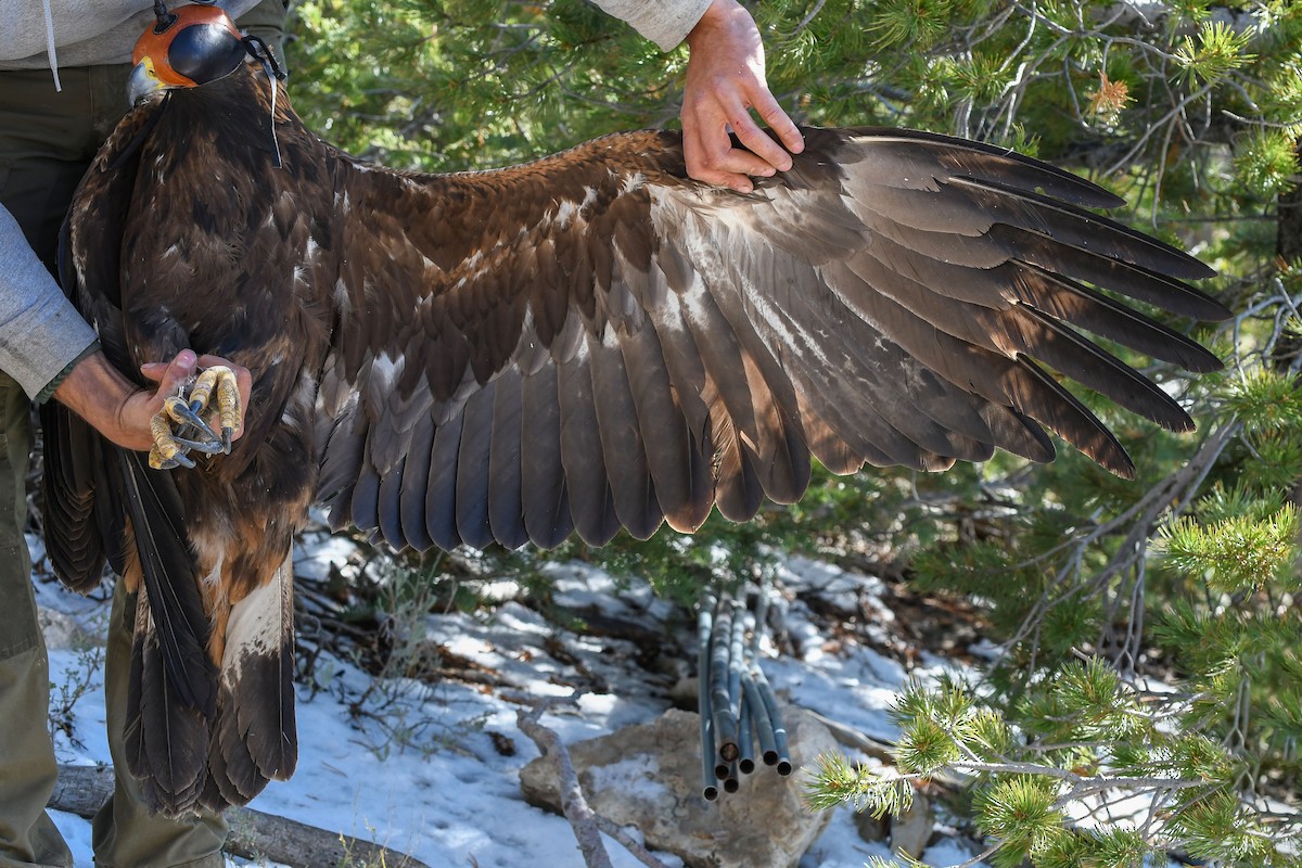 Águila Real - ML643800756