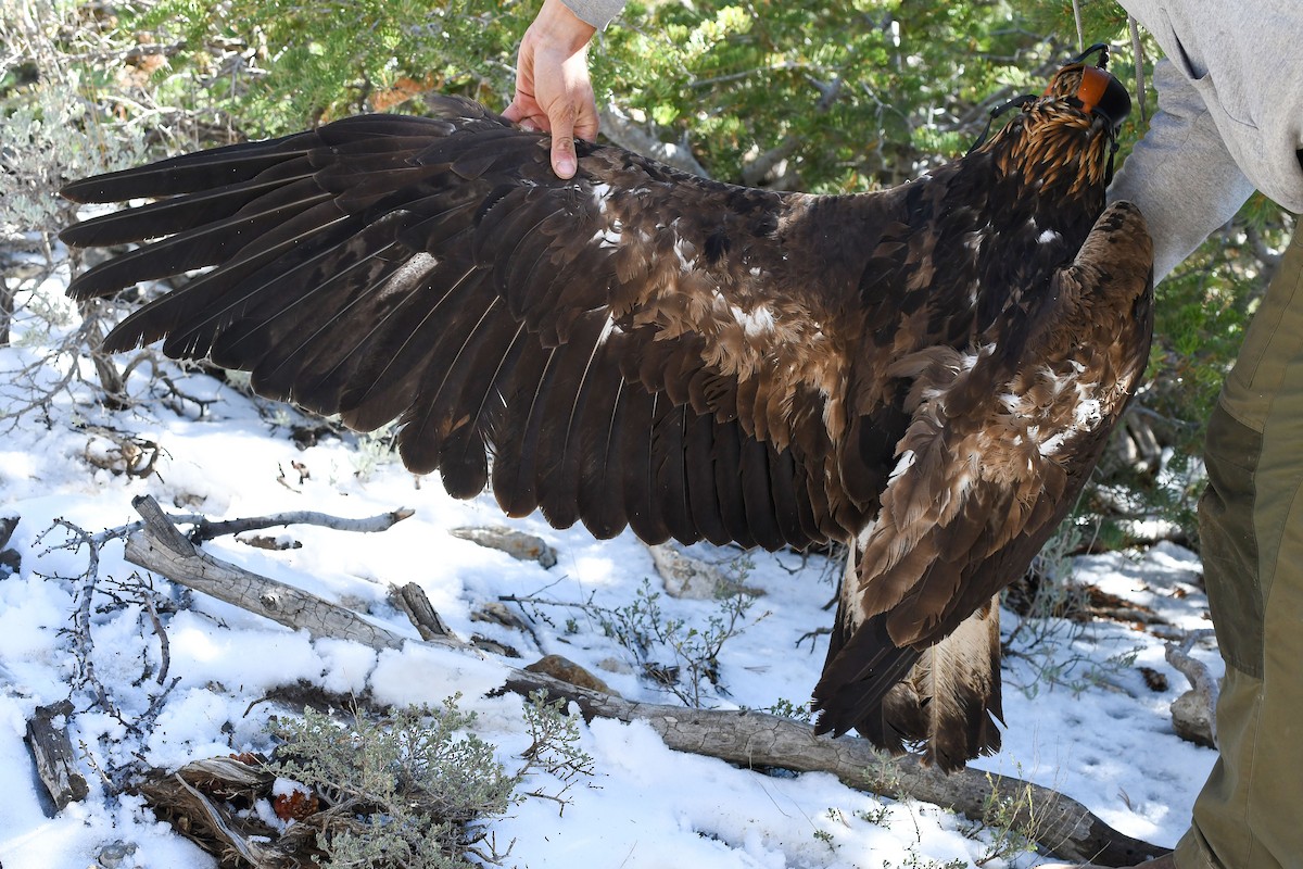 Águila Real - ML643800757