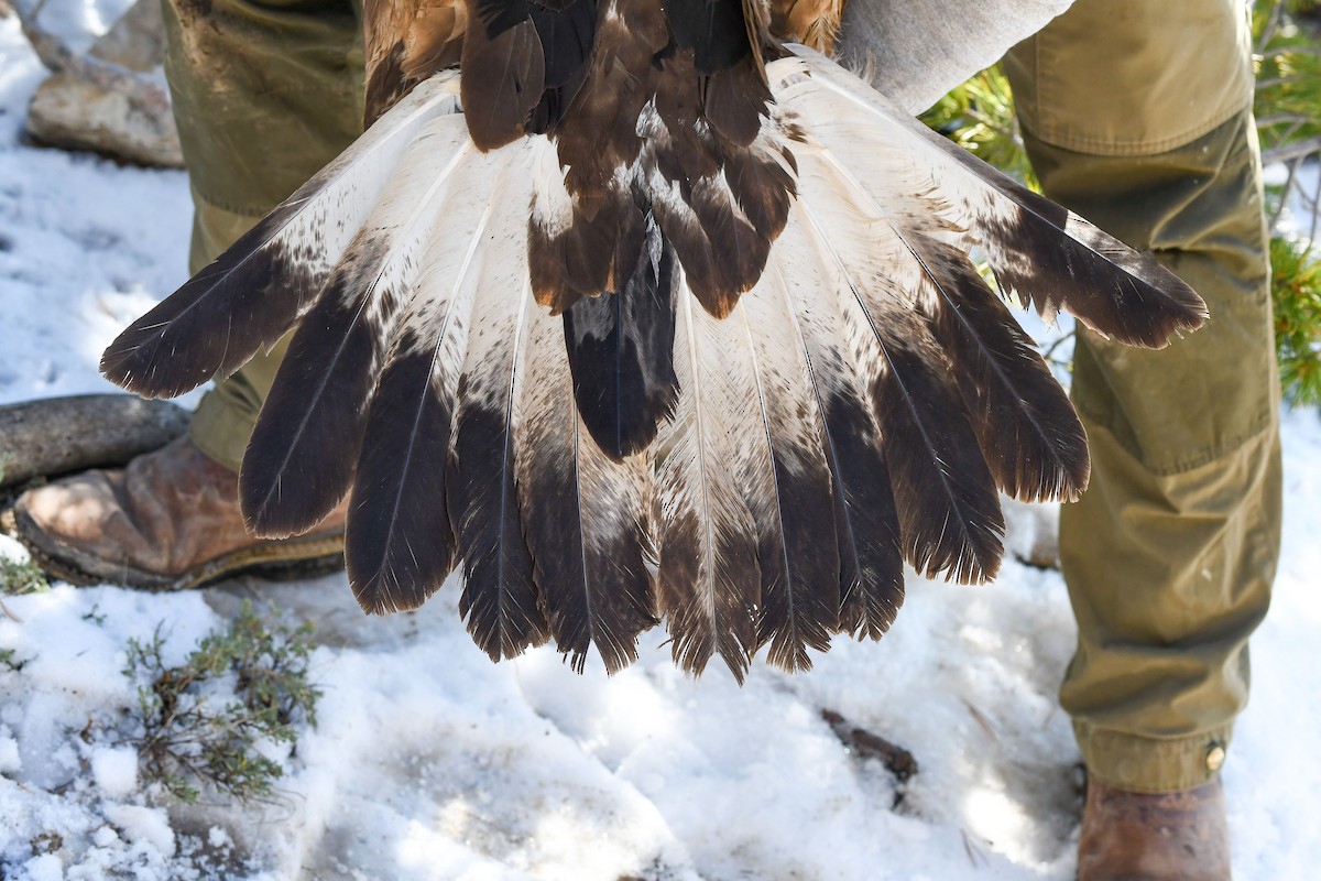 Águila Real - ML643800759