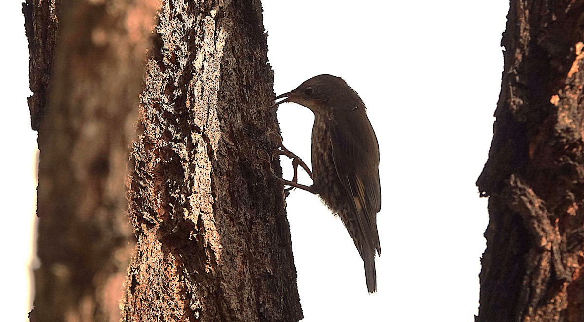 White-throated Treecreeper - ML643800760