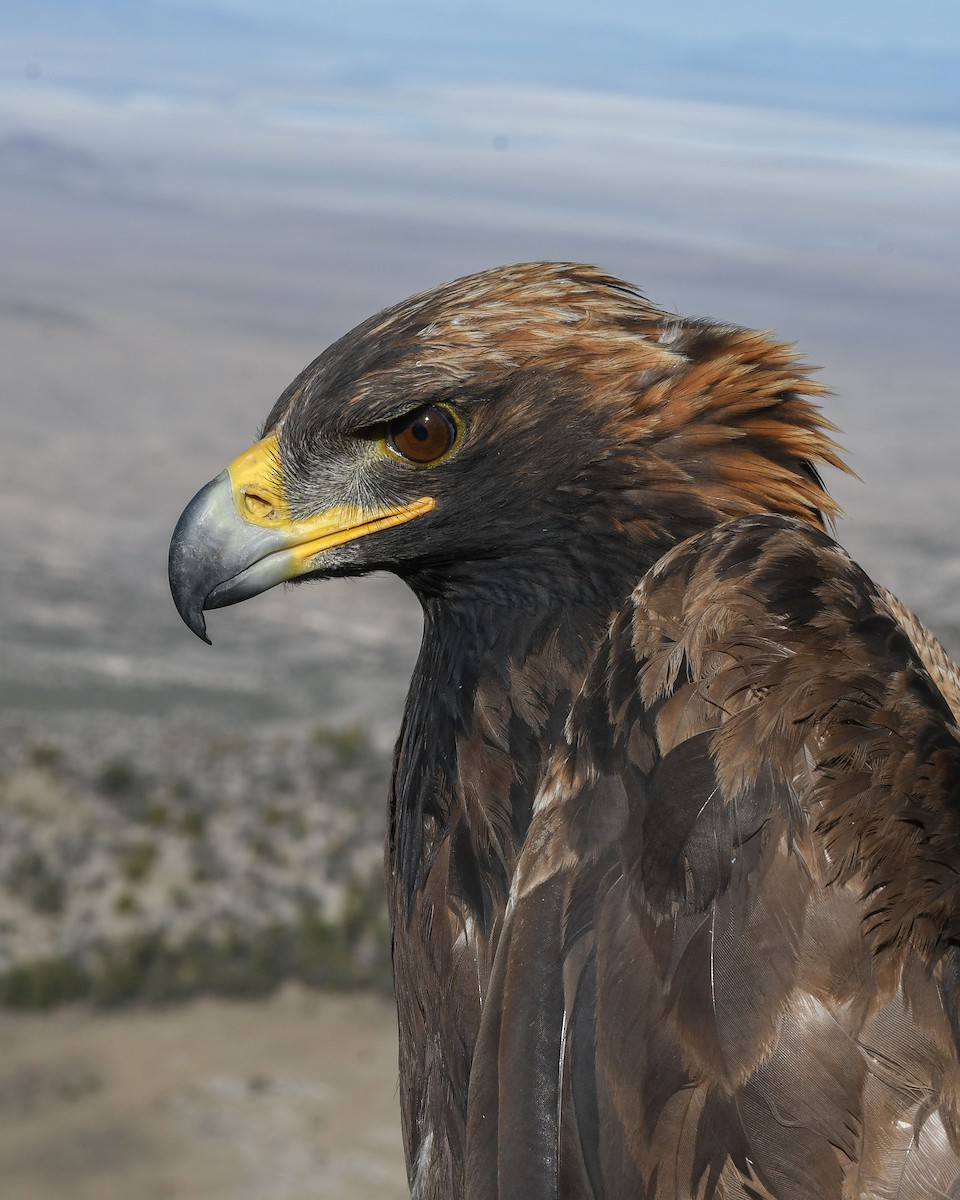 Águila Real - ML643800765