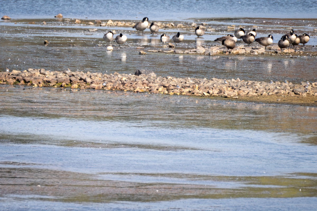 Killdeer - ML643800766