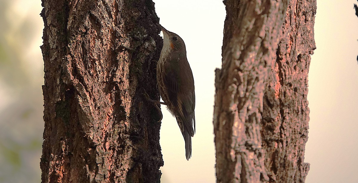 White-throated Treecreeper - ML643800768