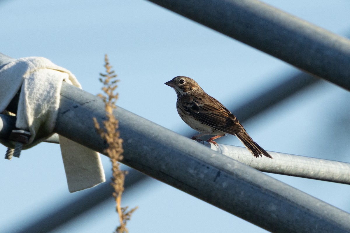 Vesper Sparrow - ML643800770