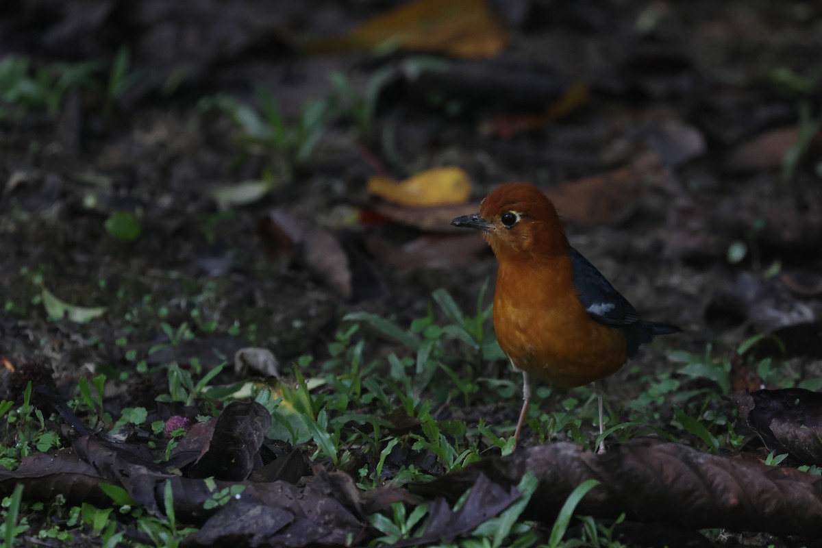 Orange-headed Thrush - ML643800773