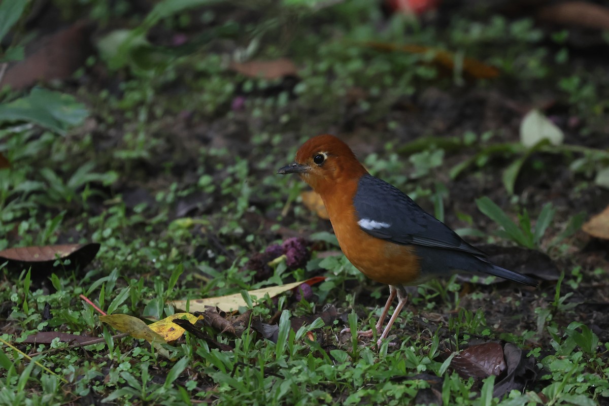 Orange-headed Thrush - ML643800775