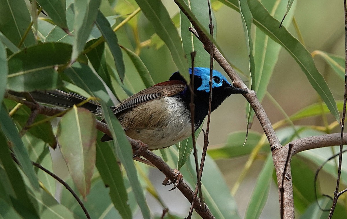 Variegated Fairywren - ML643800786