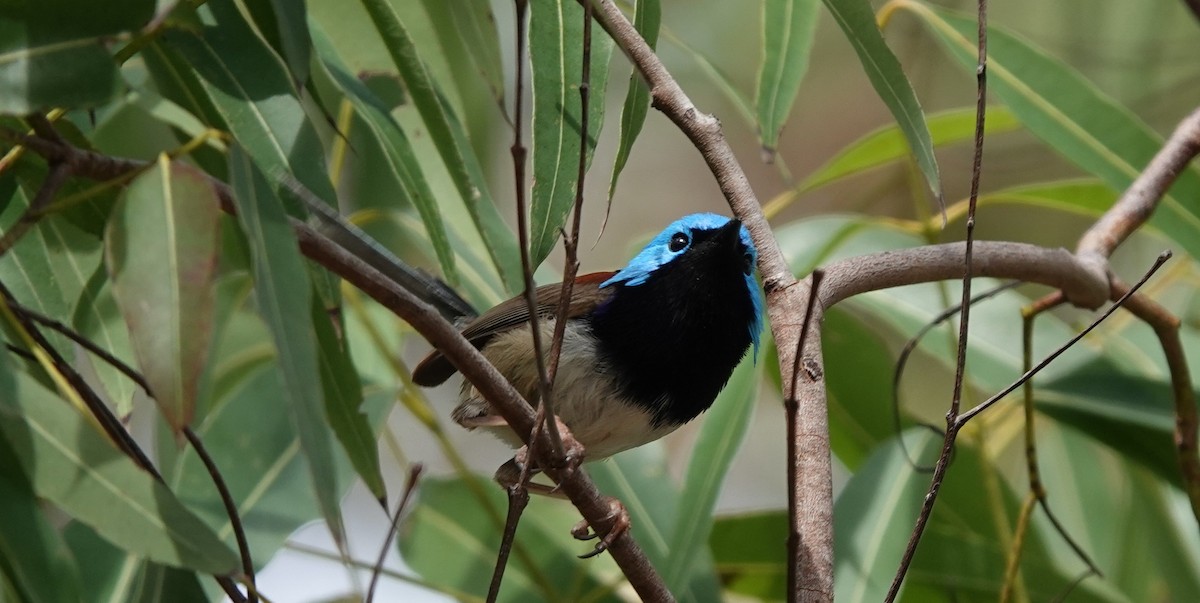 Variegated Fairywren - ML643800791