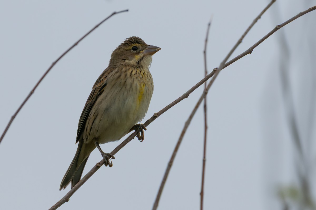 Dickcissel - ML643800794