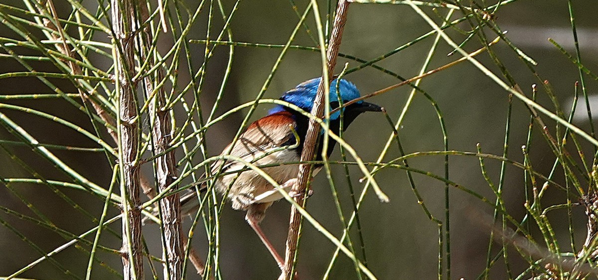 Variegated Fairywren - ML643800797