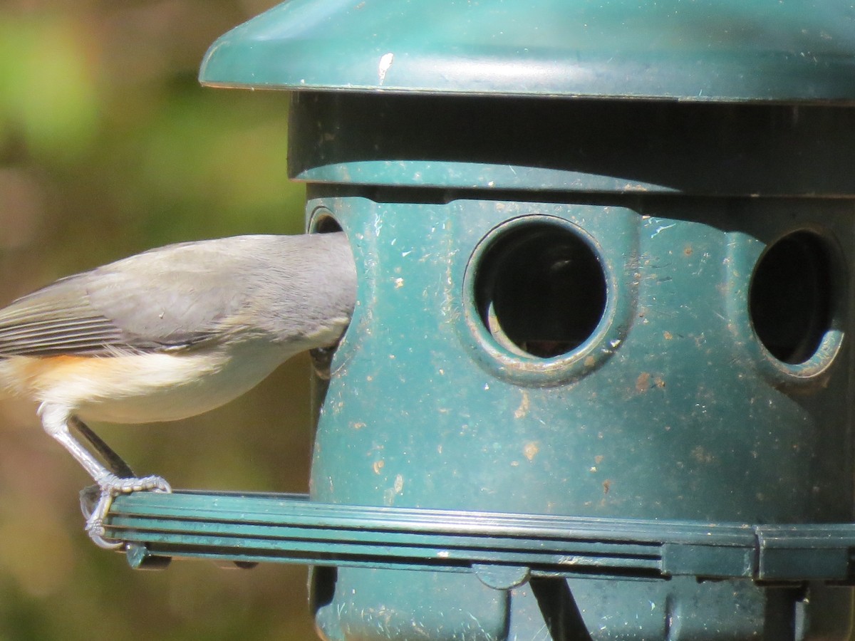 Tufted Titmouse - ML643800799