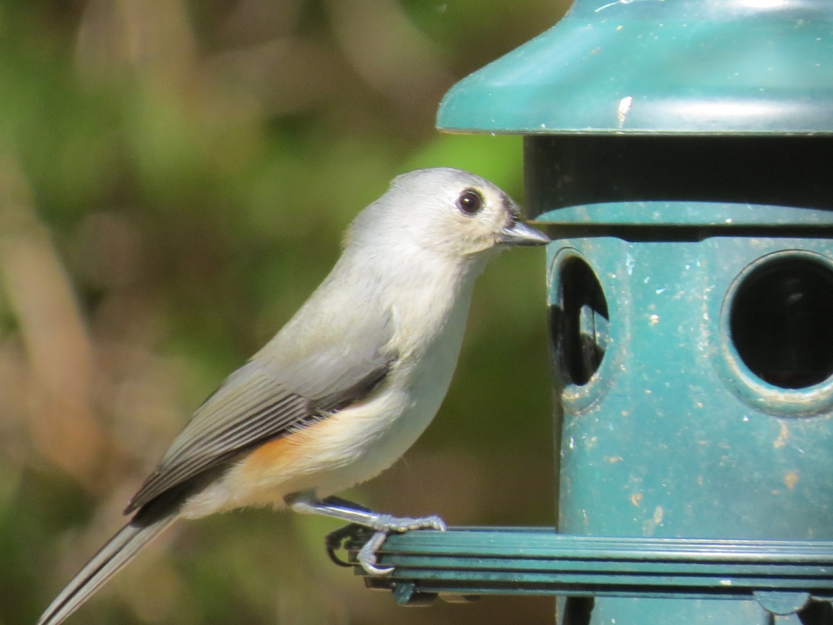 Tufted Titmouse - ML643800800