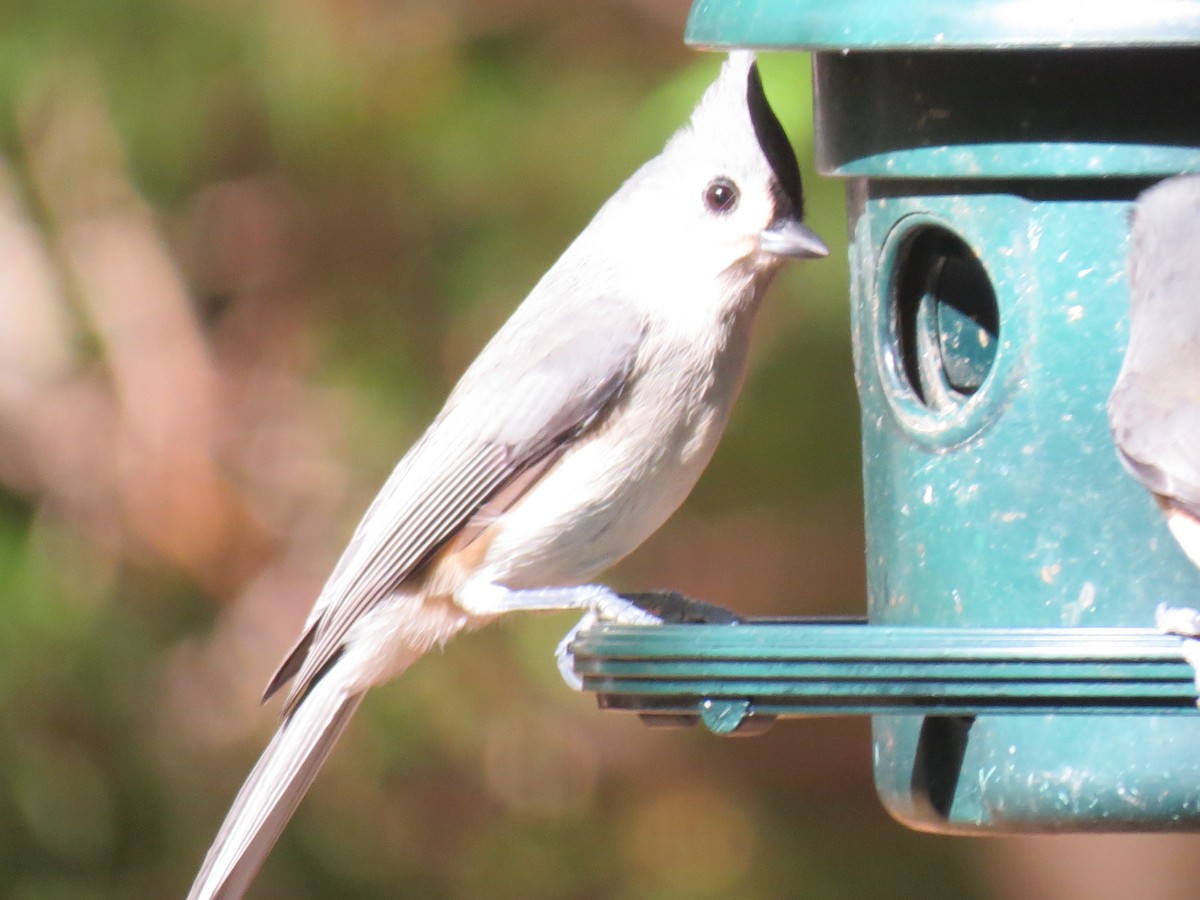 Tufted Titmouse - ML643800801