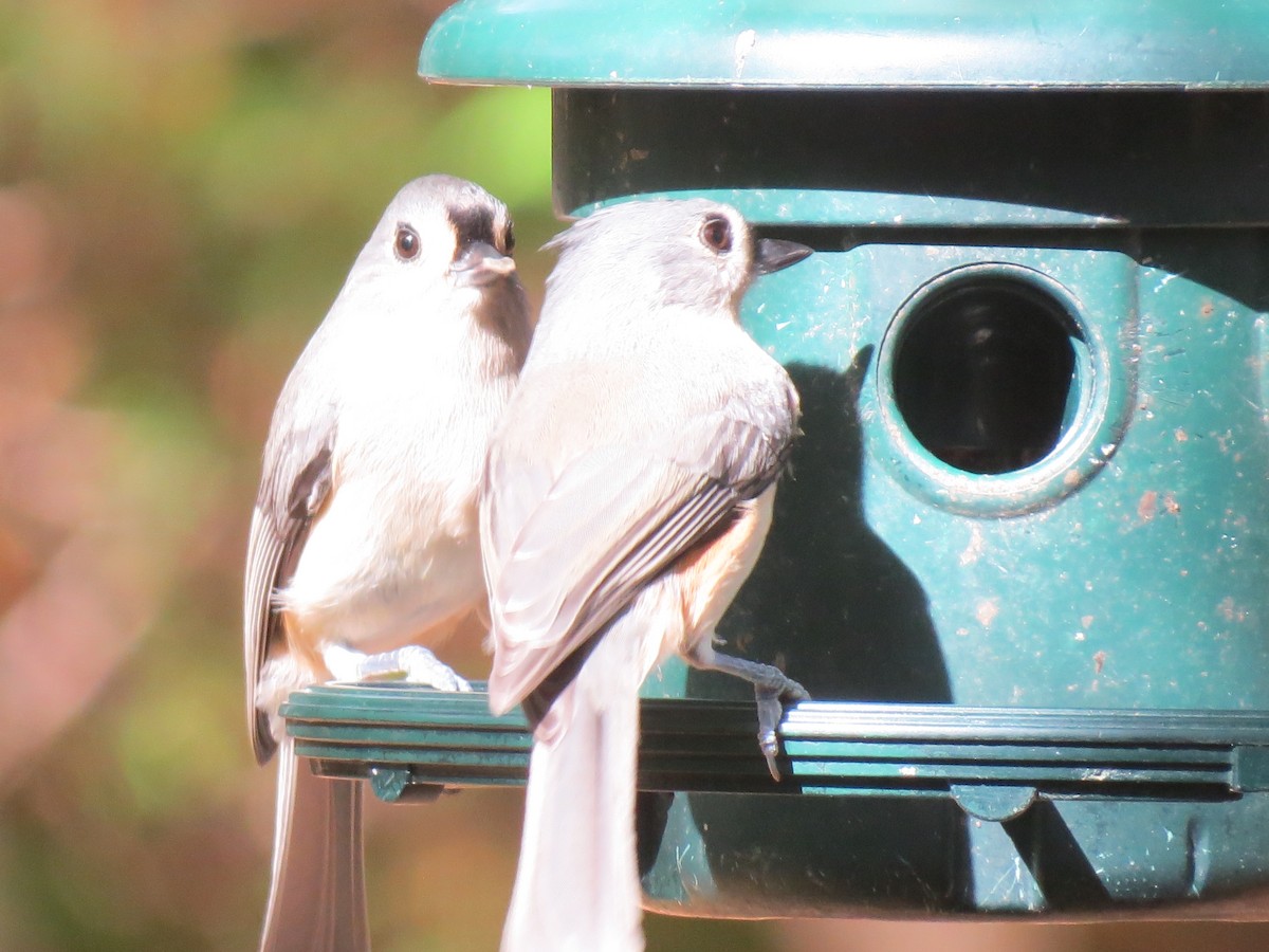 Tufted Titmouse - ML643800802