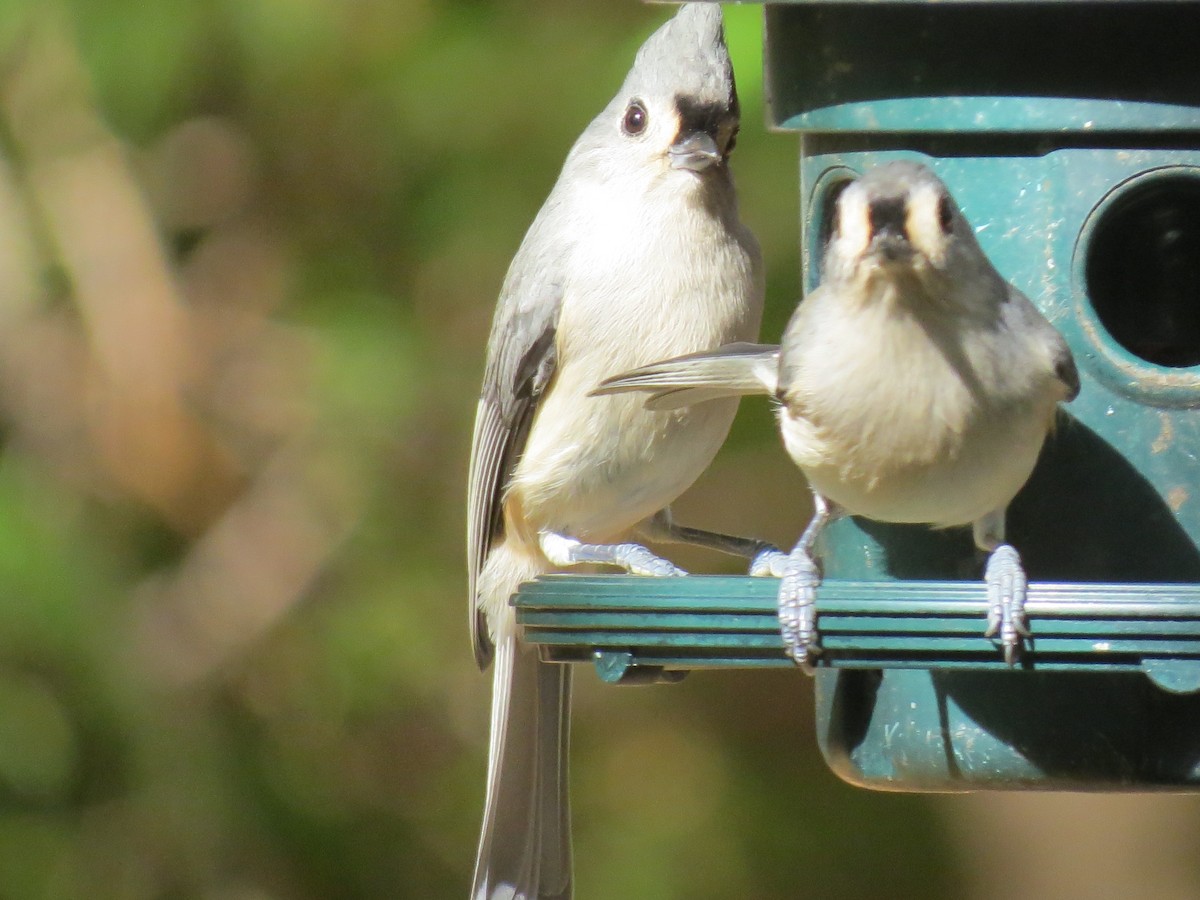 Tufted Titmouse - ML643800803