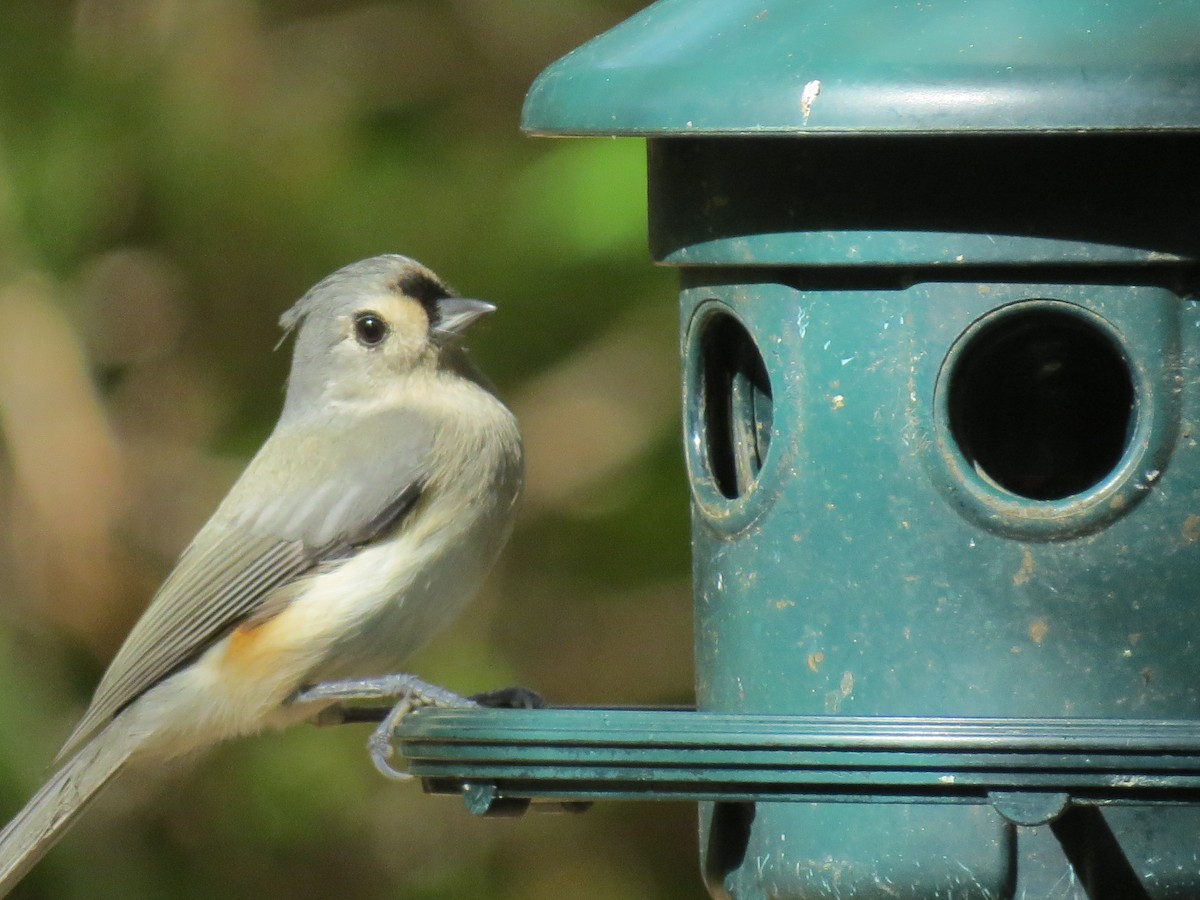 Tufted Titmouse - ML643800804