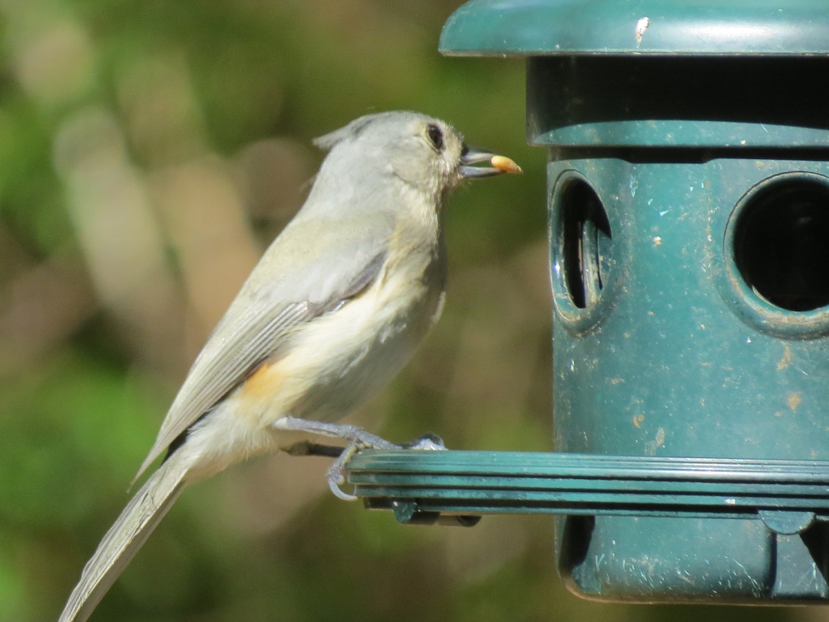 Tufted Titmouse - ML643800805