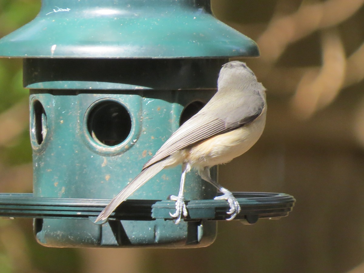 Tufted Titmouse - ML643800806