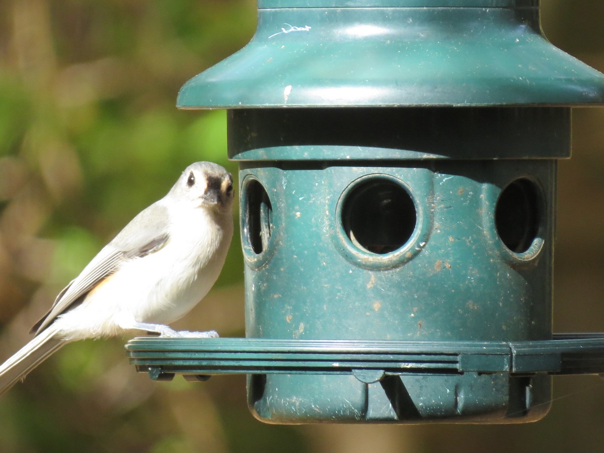 Tufted Titmouse - ML643800807