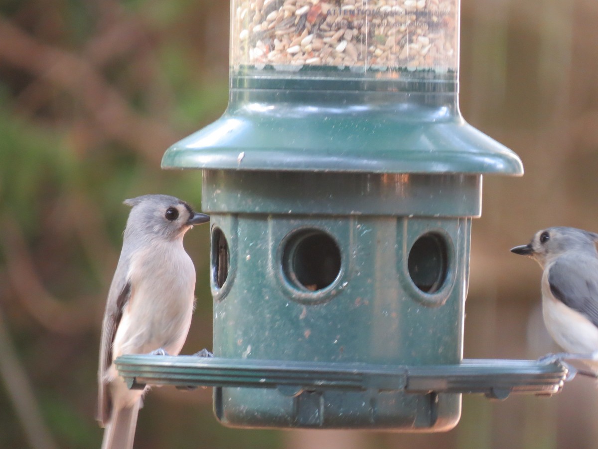 Tufted Titmouse - ML643800808
