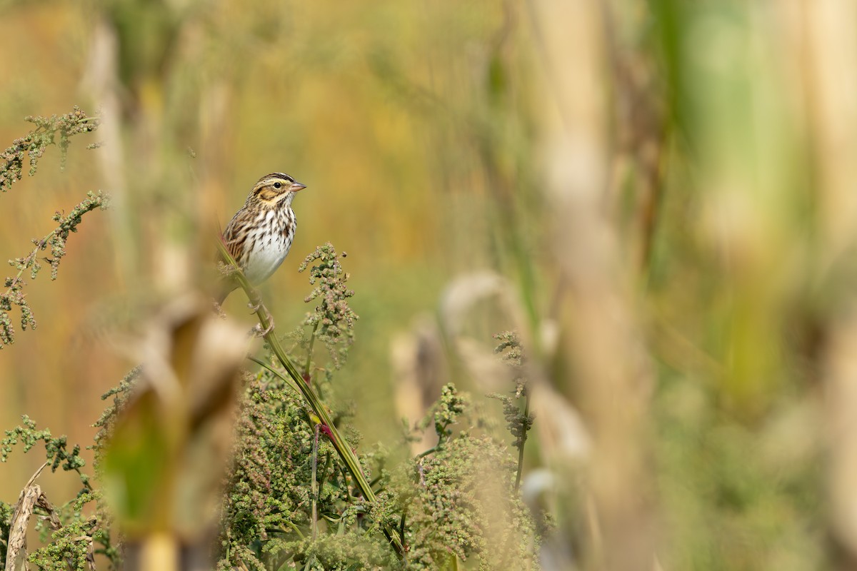Savannah Sparrow (Savannah) - ML643800810