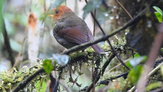 Kırmızı Başlı Küçük Tiran - ML643800816