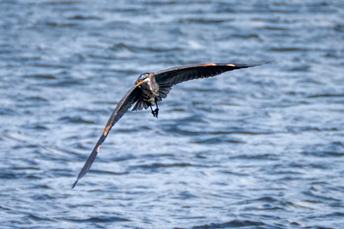 Great Blue Heron - ML643800824
