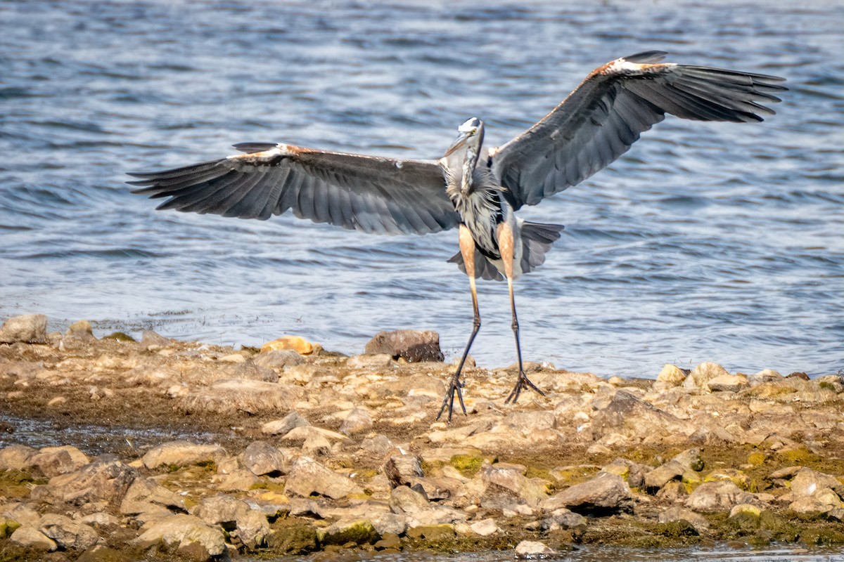 Great Blue Heron - ML643800825
