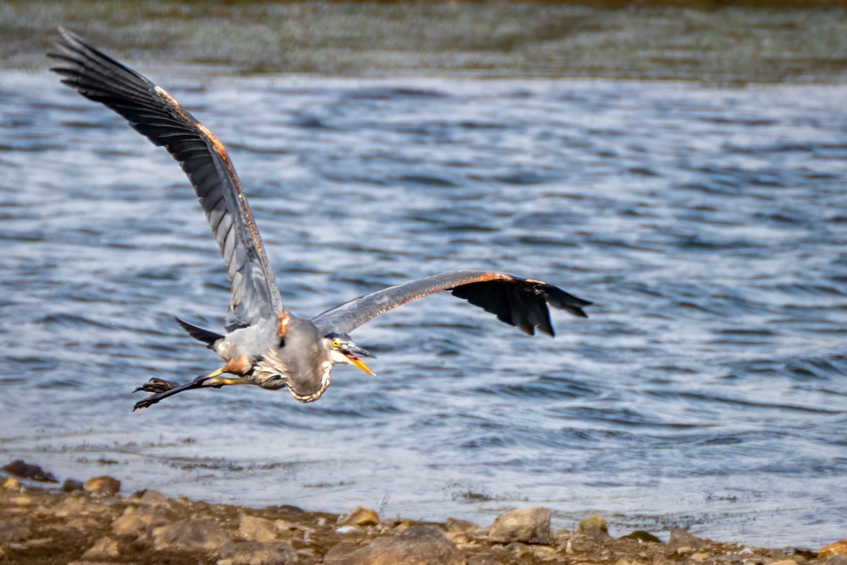 Great Blue Heron - ML643800826