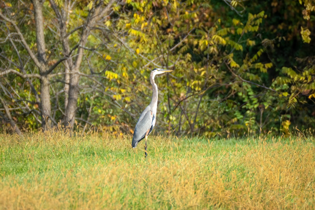 Great Blue Heron - ML643800827