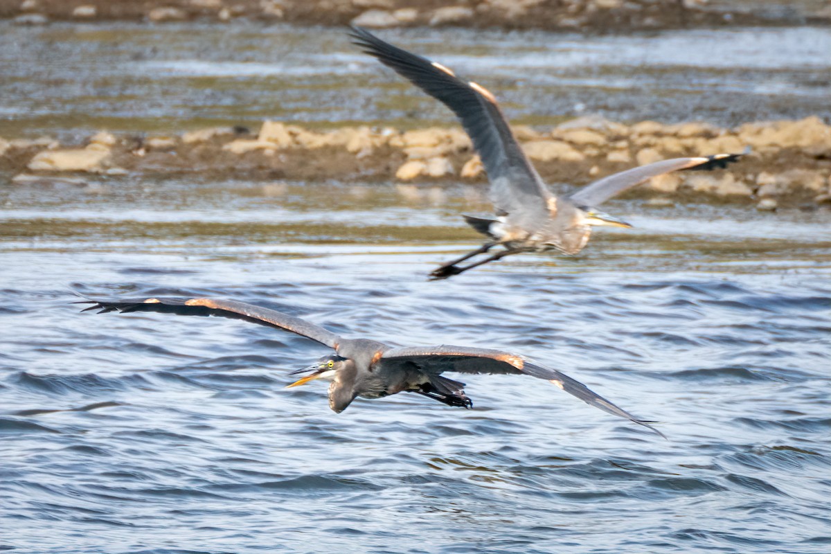 Great Blue Heron - ML643800828