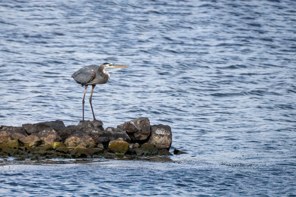 Great Blue Heron - ML643800829