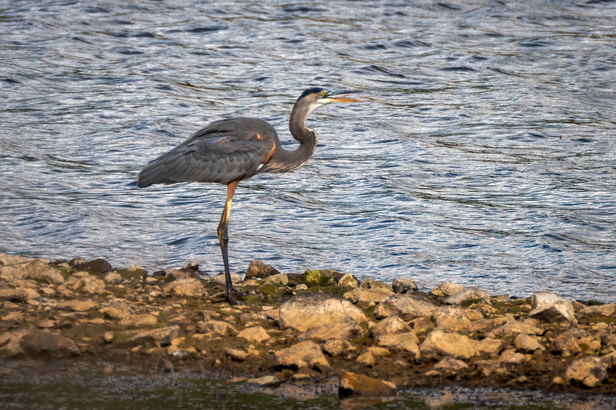 Great Blue Heron - ML643800830