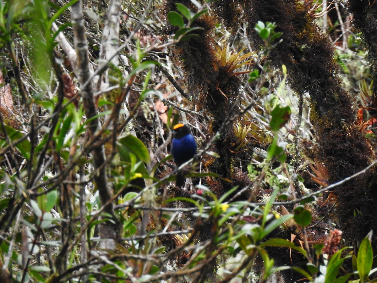 Altın Alınlı Dağ Tangarası - ML643800832